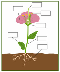 Educational flower anatomy diagram with blank labels showing root, stem, leaf, petal, stamen, pistil, ovary, and ovule. Science worksheet for kids learning plant parts.