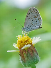 Close up of a small butterfly perched on a yellow wildflower, macro photography of insect pollination in nature with a soft green background