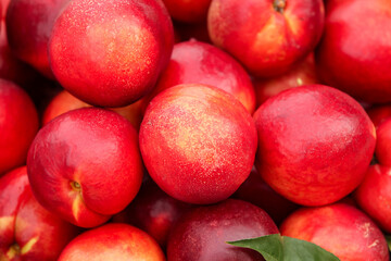 Fresh Red Nectarines from Shaanxi Orchard - Ripe Stone Fruit with Yellow Flesh Ready for Harvest