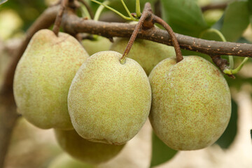 Green Pears Growing on Tree Branch in Orchard - Fresh Fruit Closeup