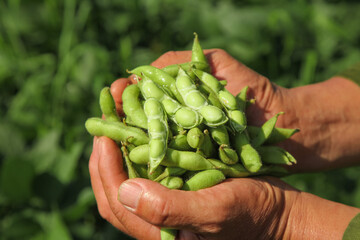 Freshly Harvested Green Soybeans in Farmer's Hands - Fresh Organic Legumes from Farm