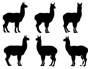 Silhouettes of llamas standing in different poses isolated on white background perfect for wildlife and animal design concepts