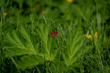Obraz premium red butterfly resting on large green leaf