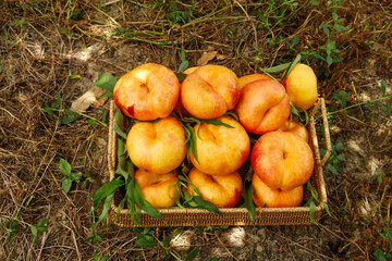 Fresh Peaches in Wicker Basket - Organic Fruit Harvest from Shandong Yimeng Mountains