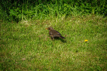 Fototapeta premium Blackbird walking on grass searching for food