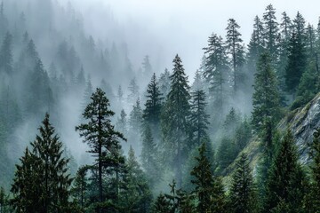 Obraz premium A moody, misty forest scene with layered evergreen trees, shrouded in fog and subtle light