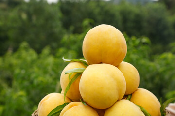Golden Peaches from Fengxian Orchard Shanghai - Fresh Fruit Harvest Picking Season