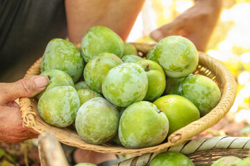 Fresh Green Plums Picked from Orchard Piled in Wicker Basket