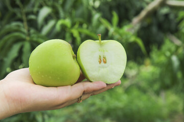 Fresh Green Apples from Shanxi China Ready to Pick - Sweet Crisp Fruit in Hand