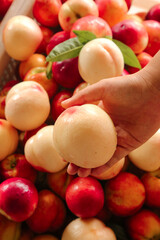 Freshly Picked Yellow Nectarines in Hand from Dalian Orchard Shanxi China Stone Fruit Harvest