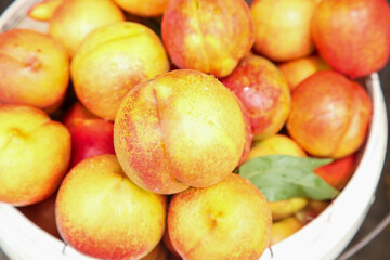 Fresh Yellow and Red Nectarines Stacked in Bowl - Healthy Summer Fruit
