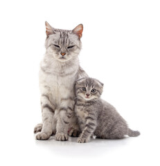 Mom cat with kitten.