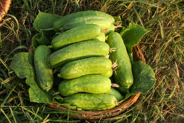 Fresh Green Cucumbers in Wicker Basket After Field Harvest - Organic Farm Produce