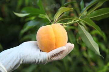 Farmer holding fresh ripe peach with heart shape in garden orchard