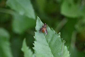 Hoverflies on green leaf. Its common names  flower flies and syrphids. Make up the insect family Syrphidae. As their common name suggests, they are often seen hovering or nectaring at flowers. Fly.
