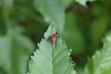 Hoverflies on green leaf. Its common names  flower flies and syrphids. Make up the insect family Syrphidae. As their common name suggests, they are often seen hovering or nectaring at flowers. Fly.
