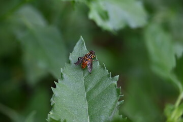 Hoverflies on green leaf. Its common names  flower flies and syrphids. Make up the insect family Syrphidae. As their common name suggests, they are often seen hovering or nectaring at flowers. Fly.
