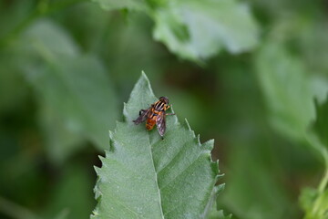 Hoverflies on green leaf. Its common names  flower flies and syrphids. Make up the insect family Syrphidae. As their common name suggests, they are often seen hovering or nectaring at flowers. Fly.
