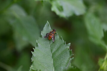 Hoverflies on green leaf. Its common names  flower flies and syrphids. Make up the insect family Syrphidae. As their common name suggests, they are often seen hovering or nectaring at flowers. Fly.
