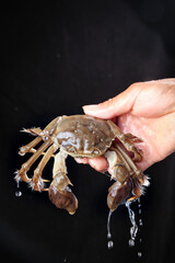 Fresh Yangcheng Lake Hairy Crab Closeup - Delicious Chinese Seafood Delicacy Dripping Water