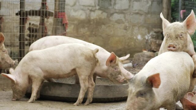 Fierce Feline Frenzy - Brawling Pigs Battle for Supremacy