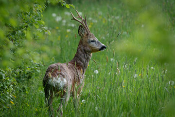 Young deer with small antlers hidden in tall grass