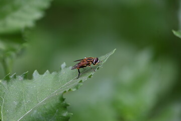 Hoverflies on green leaf. Its common names  flower flies and syrphids. Make up the insect family Syrphidae. As their common name suggests, they are often seen hovering or nectaring at flowers. Fly.

