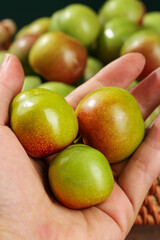 Fresh Ripe Plums in Hands - Organic Fruit Harvest Concept