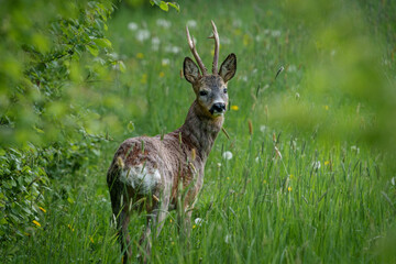 Young deer with small antlers hidden in tall grass