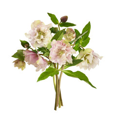 Pink fluffy helleborus flowers in a beautiful bouquet isolated on white or transparent background