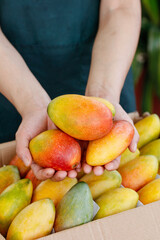 Fresh Colorful Ripe Mangoes in Hands with Tropical Fruit Harvest Display