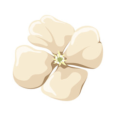 Beige flower on a white background. Vector.
