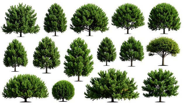 Collection of various pine trees on white background