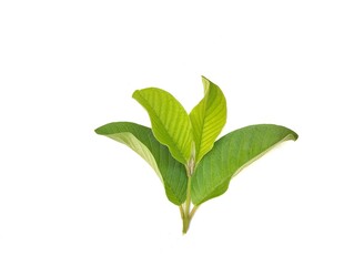Obraz premium Close up view guav leaves isolated on white background 