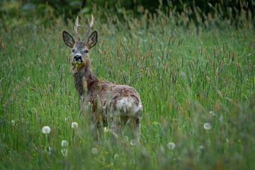 Young deer with small antlers hidden in tall grass