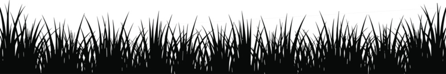 Silhouette of wild grass blades, natural outdoor nature, meadow field, tall grass texture