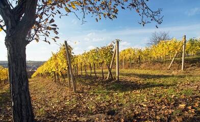Obraz premium autumn in the vineyard yellow coloured vine plants