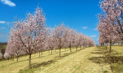 Fototapeta premium Almond orchard, blossoming pink almond orchard