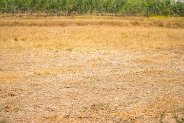 Dry Grass Field with Trees in the Background, Golden stubble fields after a summer harvest.