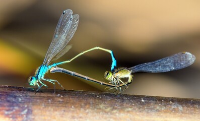 Blue dragonfly Enallagma cyathigerum