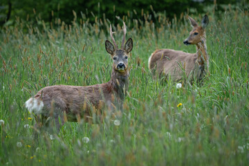 Two deer in tall grass, one with small antlers