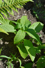 European scopolia leaves - Latin name - Scopolia carniolica
