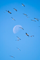 Flock of storks (Ciconia ciconia) on blue sky and moon background. Storks on autumn migration. Bird, animal. Ornithology. Vertical photo. No people, nobody. 