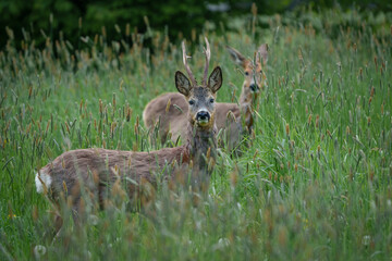 Two deer in tall grass, one with small antlers