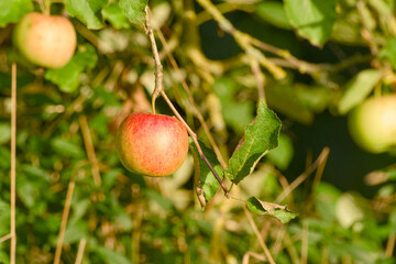 Close-up of a ripening apple on a tree in warm evening sunlight