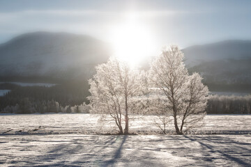 frosty trees in the winter