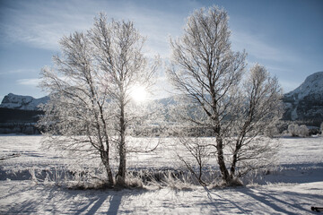 frosty trees in the winter