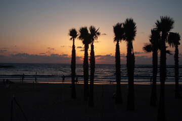 palmtrees in sunset