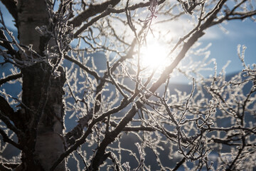 frosty tree in the winter
