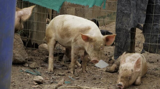 Piggy Prowling - A Journey into the Wild Flock